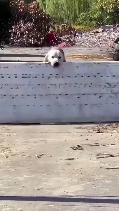 TOP funny Video -Part 18
