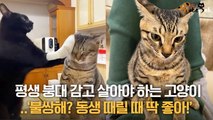 평생 붕대 감고 살아야 하는 고양이.. '불쌍해? 동생 때릴 때 딱 좋아!'