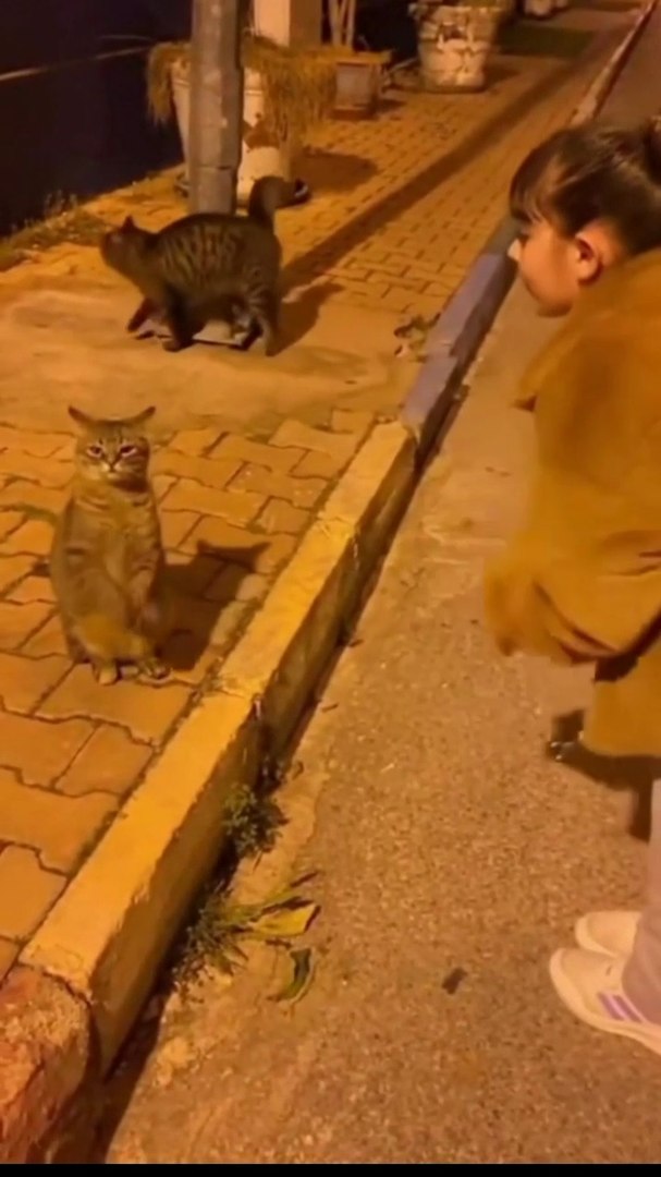 ⁣Lovely cats #shourt #Cats