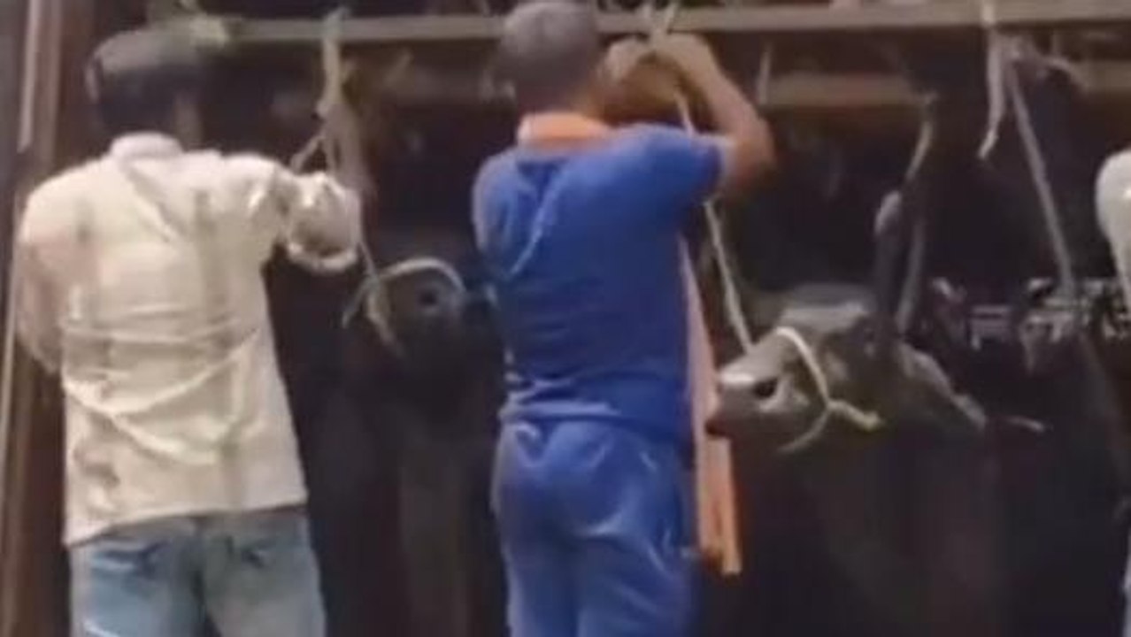 बड़ी कार्रवाई: NH 22 पर 60 मवेशी के साथ पांच पशु तस्कर गिरफ्तार, मचा हड़कंप