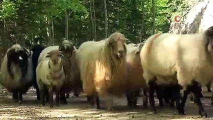 Sürülerin yaylalara zorlu göç yolculuğu başladı