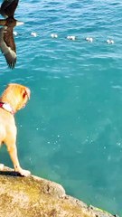 Dog diving for stones, dog diving down stairs | meo khan