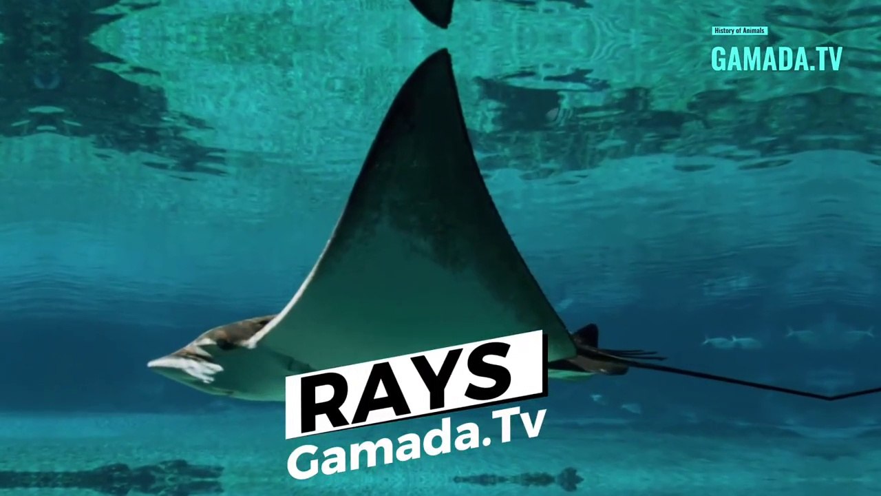 Rays Throughout History: From Veneration to the Threat of Extinction