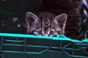 Scottish wildcat kittens born: New litter of critically endangered baby wildcats born in Scotland
