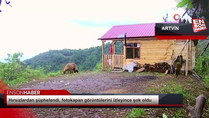 Artvin’de bağ evinin kapısını boz ayı zorladı