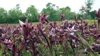 Topraktan çıkan altın: Kilosu 2 bin TL