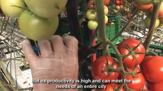 Amazing Greenhouse Tomatoes Farming - Greenhouse Modern Agriculture Technology