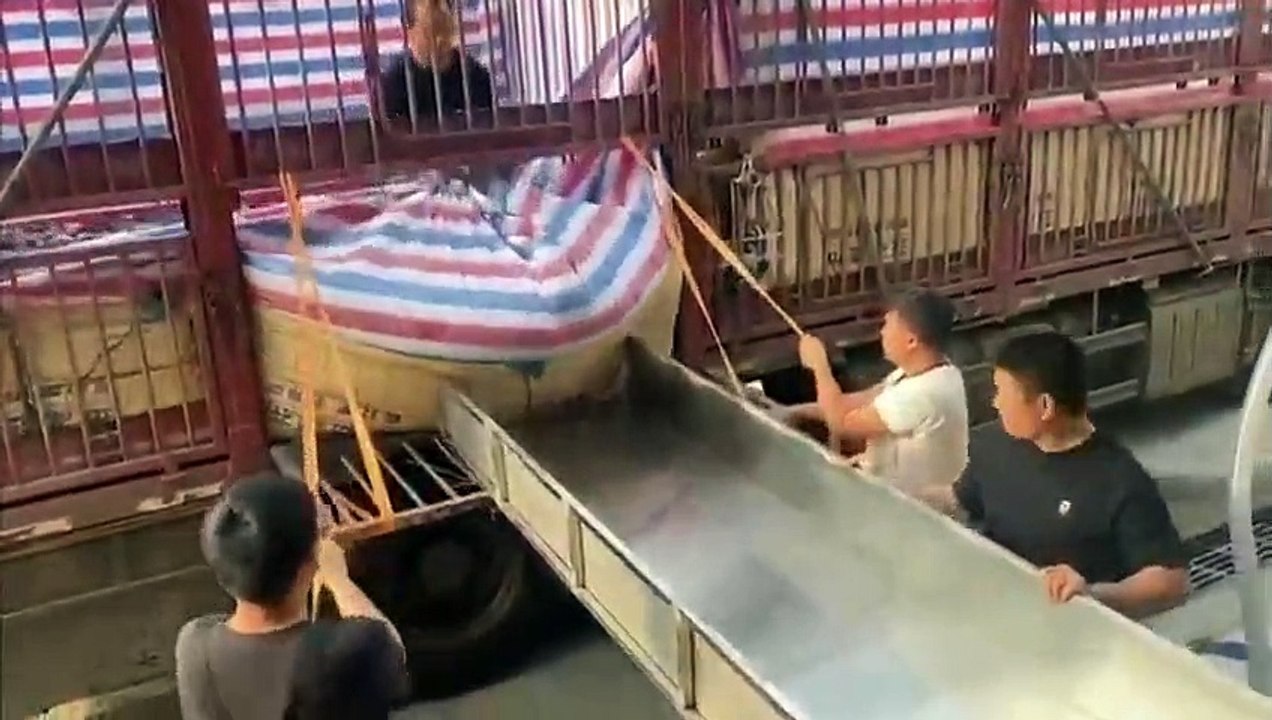 Le déchargement de poissons a légèrement dérapé