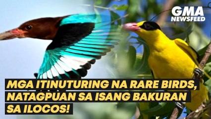 下载视频: Mga itinuturing na rare birds, natagpuan sa isang bakuran sa Ilocos! | GMA News Feed