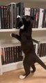 Mon Chat Pitre : une librarie « chat-leureuse »
