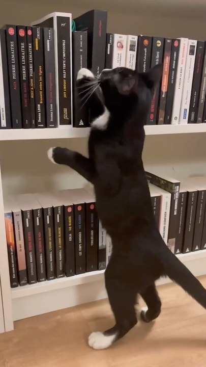 Mon Chat Pitre : une librarie « chat-leureuse »