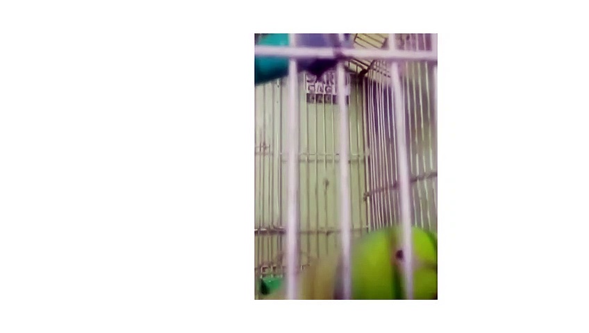 parrot talking