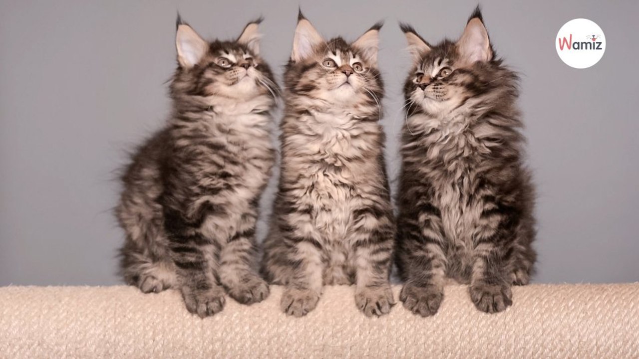 Identification des animaux de compagnie : seulement un chat sur deux est pucé, selon l’I-CAD
