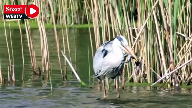 Gri balıkçılın kurbağa avı kameraya takıldı