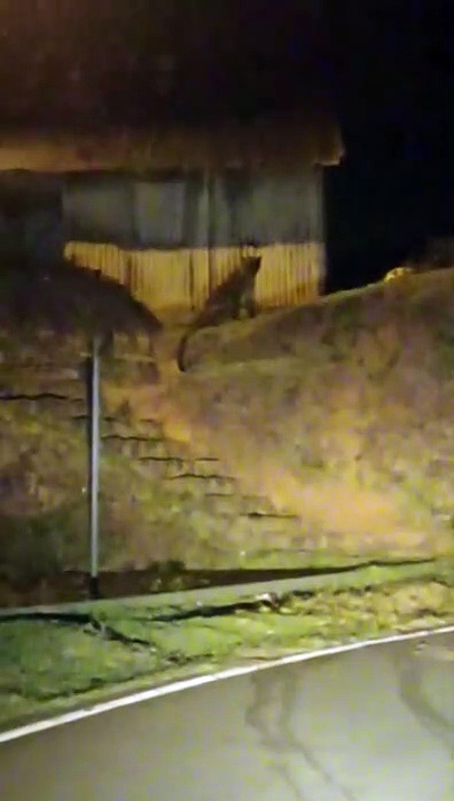 Watch : வால்பாறை அருகே சாலையில் உலா வரும் சிறுத்தைகள்! வைரல் வீடியோ!.