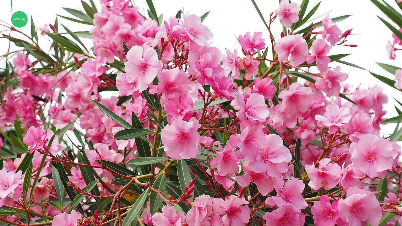 RUN Away from These Dangerous Plants - You Won't Believe || 6 Most Poisonous plants