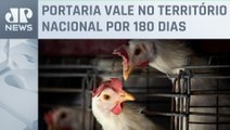 RJ confirma caso de gripe aviária em ave silvestre; governo federal declara emergência