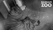 Endangered newborn tiger cub triplet dies at one week old after its father dies a month earlier - at the same zoo