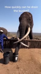 I think this is the biggest elephant l have ever seen.