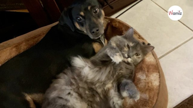 Elle croise un chat errant et décide de l’adopter, quelques semaines après elle n’en croit pas ses yeux