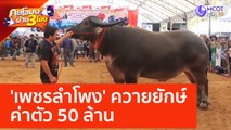 'เพชรลำโพง' ควายยักษ์ ค่าตัว 50 ล้าน (22 พ.ค. 66) คุยโขมงบ่าย 3 โมง