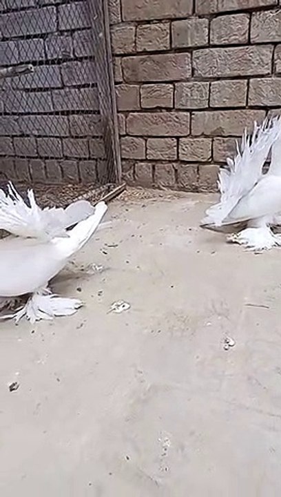 White fun tails Pegions