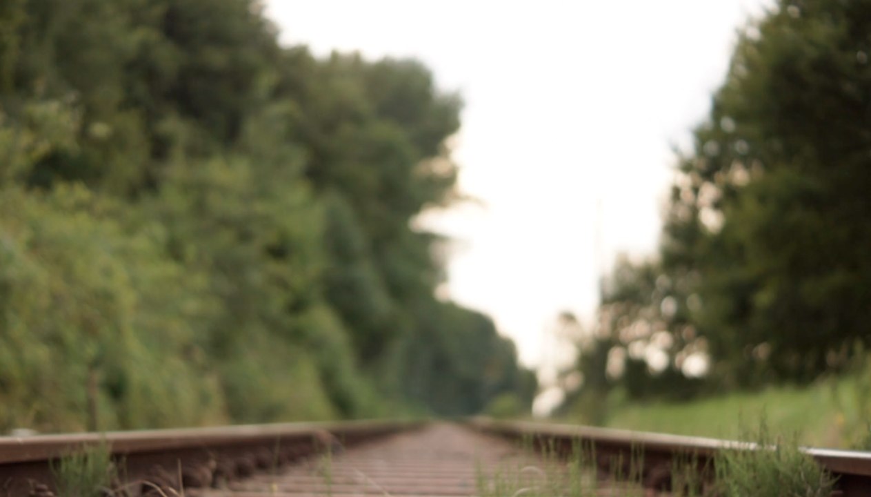 Salzburg: Braunbär stirbt bei Zusammenstoß mit Zug