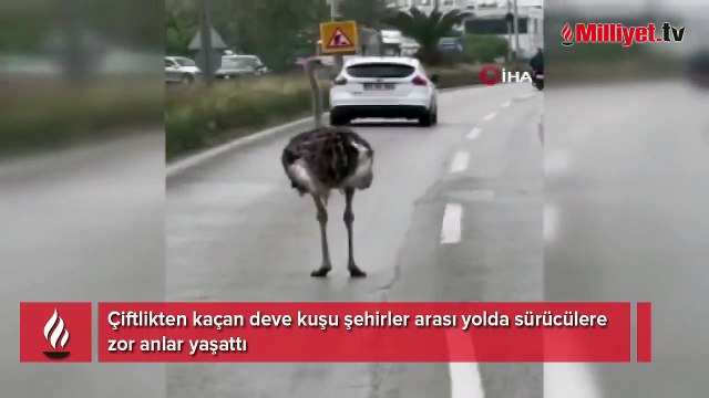 Çiftlikten kaçan deve kuşu sürücülere zor anlar yaşattı