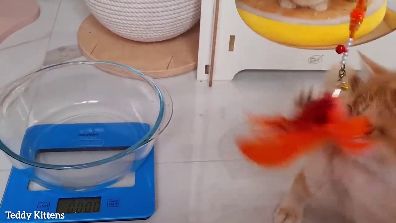 Kitten Leo controls his weight