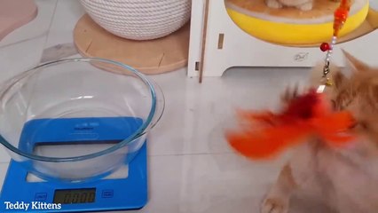 Kitten Leo controls his weight