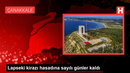 Lapseki kirazı hasadına sayılı günler kaldı