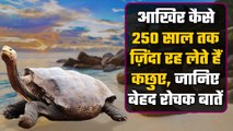 Turtle 250 Years तक जिंदा रह सकते हैं, 200 Million Year से धरती पर मौजूद हैं कछुए | वनइंडिया हिंदी