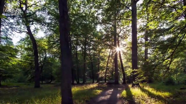 Scientists Discover That the Forest Floor Makes Different Sounds Depending On Whether It’s Healthy or Not