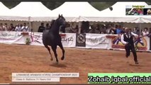 The Arabian Stallions 2023 beautiful horse