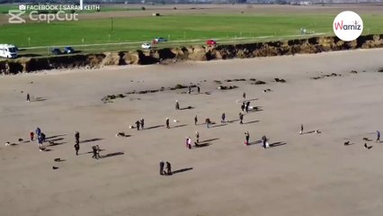 La dernière marche de ce Border Collie mourant est bouleversante (Vidéo)