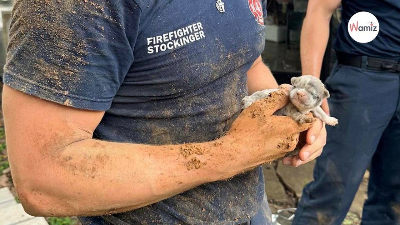 Ils entendent des bruits étranges sur le chantier de leur maison : dans la panique ils ont un réflexe ultime