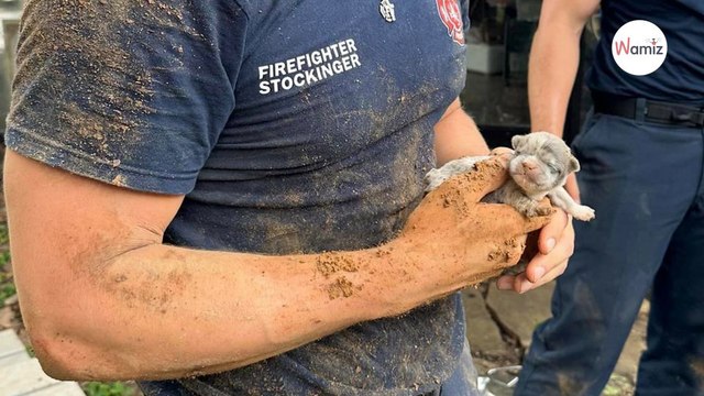Ils entendent des bruits étranges sur le chantier de leur maison : dans la panique ils ont un réflexe ultime