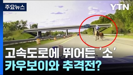 [영상] 美 고속도로에 뛰어든 '소'...카우보이와 추격전? / YTN