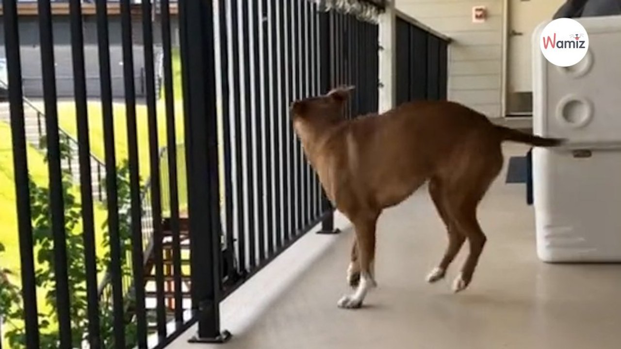 Ce chien découvre le jardin pour la première fois : sa réaction captive 13M d'internautes (vidéo)