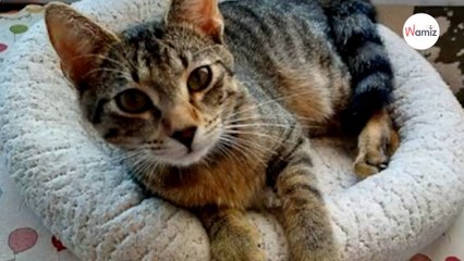 Handicapé suite à un virus, ce chaton est un vrai combattant qui mérite de trouver sa famille !