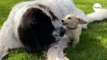 Le chien géant s'approche du minuscule chiot : personne n'imaginait ce qui se passerait ensuite (vidéo)