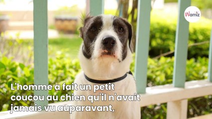Un passant caresse un chien à l'arrêt de bus : quelques minutes plus tard il a une énorme surprise en rentrant chez lui