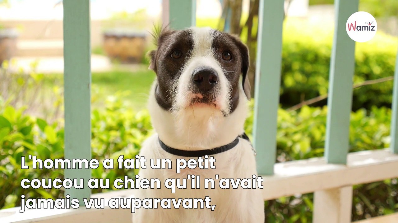 Un passant caresse un chien à l'arrêt de bus : quelques minutes plus tard il a une énorme surprise en rentrant chez lui