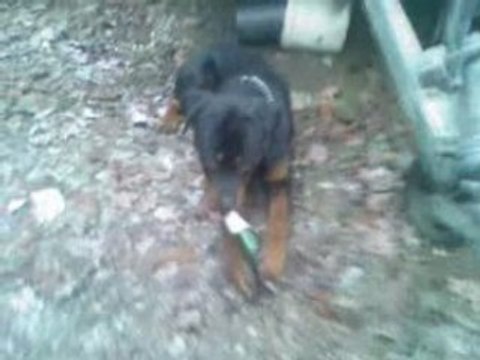 video-0101 chien alcoolo