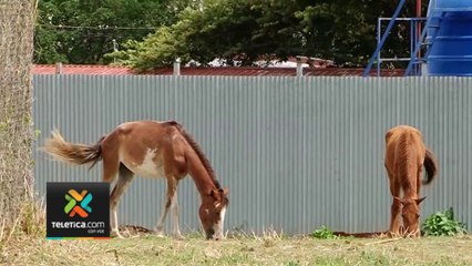 tn7-senasa-emite-orden-sanitaria-a-dueño-de-caballos-230523