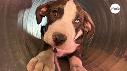 Des ouvriers découvrent une patte sortant d’un tuyau : ils sont stupéfiés par leur découverte