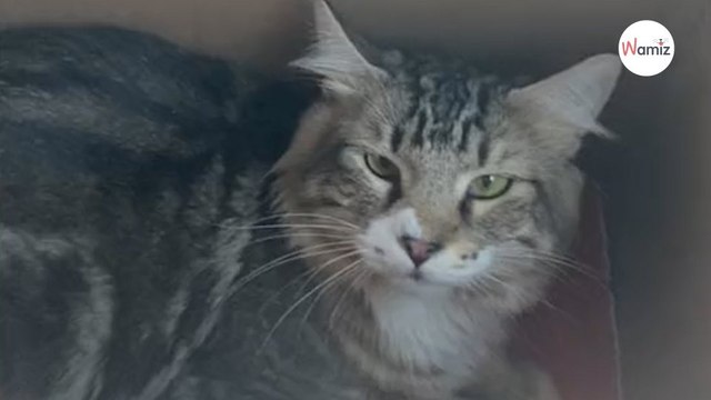 Tous les chatons se faisaient adopter au refuge, sauf lui : les gens ne savent pas à côté de quoi ils sont passés !