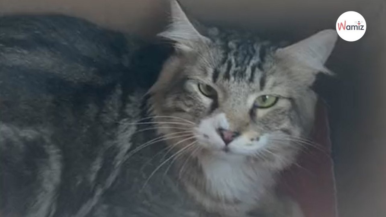 Tous les chatons se faisaient adopter au refuge, sauf lui : les gens ne savent pas à côté de quoi ils sont passés !