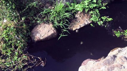 la POLLUTION mais quelle pollution...?