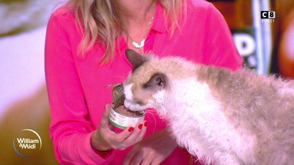 Vos animaux : Le CBD pour chiens et chats, ça existe !